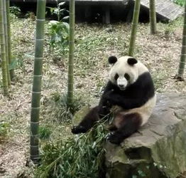 离婚吧真当我是瘌蛤蟆短剧免费观看资讯--第1张