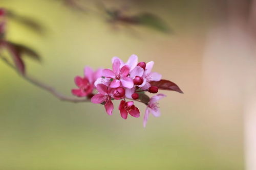 人间芳菲四月天免费观看短剧全集图片大全--第1张