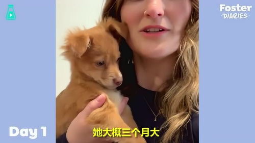 顾少我超甜全文免费阅读 顾少超甜想做姐姐的小奶狗短剧在线免费观看全集资讯 --第1张