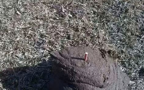 叱咤风云短剧免费观看最新资讯--第1张
