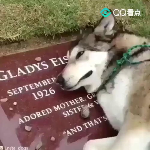  新版她死后薄爷跪在墓前哭成狗短剧在线免费观看全集资讯 --第1张
