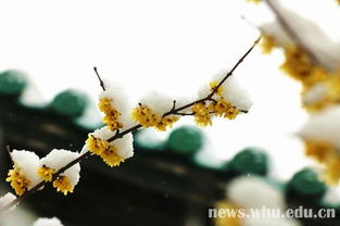 春雪落无声短剧在线免费观看全集资讯 春雪电视剧 --第1张