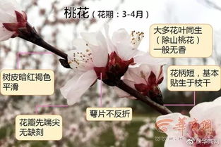 春棠花醉，春棠的含义与短剧剧情资讯--第1张