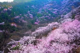 桃花沟简介 桃花沟杏花沟，短剧剧情资讯 --第1张
