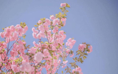 尘埃里的花朵短剧资讯，剧情与在线观看指南--第1张