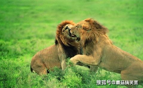 狮王归来短剧全集资讯剧情 狮子王归来 --第1张