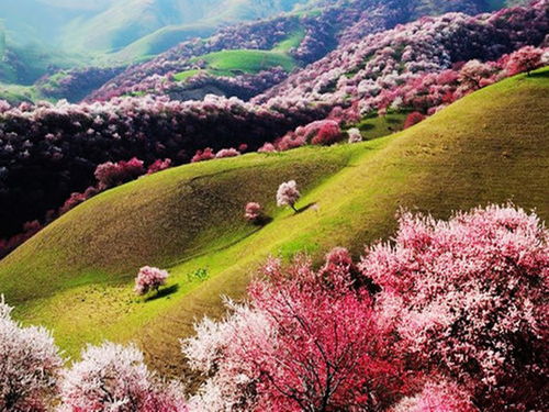杏花沟景区，桃花沟杏花沟短剧全集资讯剧情--第1张