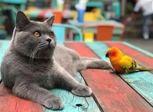 变成猫后被死对头捡回家，猫妖VS猫霸的爆笑爱情故事--第1张