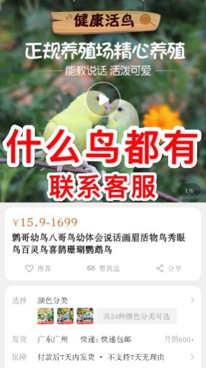 百灵典当铺全集剧情介绍，百灵一百典当传奇故事--第1张