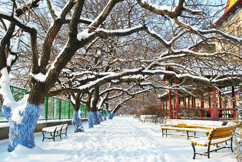 宫墙雪景 宫墙雪短剧全集资讯剧情 --第1张