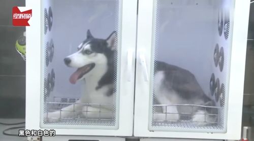 似曾相识爱归来短剧大结局之再续前缘--第1张