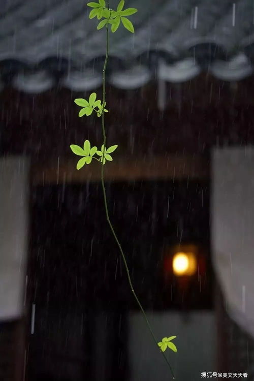 恰逢承书听雨时四一短剧大结局 恰逢雨连天 听书 --第1张