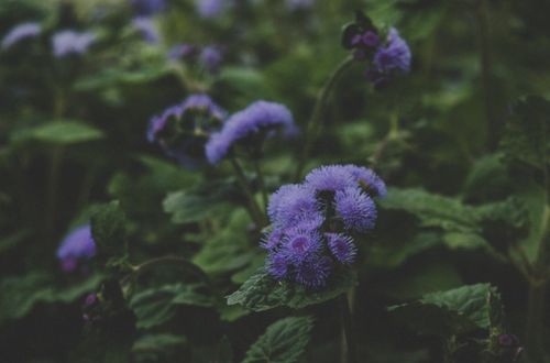 锦鲤老公命中注定嫁给你短剧大结局是两人最终走到了一起，过上了幸福的生活。--第1张