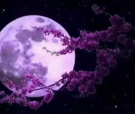 歌曲明明月 明明明月是前身短剧大结局完整版 --第1张