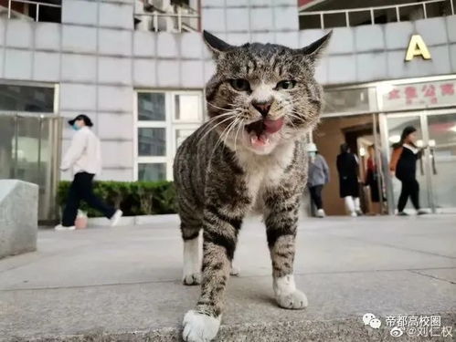 变成猫后我被死对头宠上天大结局完整版，变成猫后我终于红了[娱乐圈]--第1张