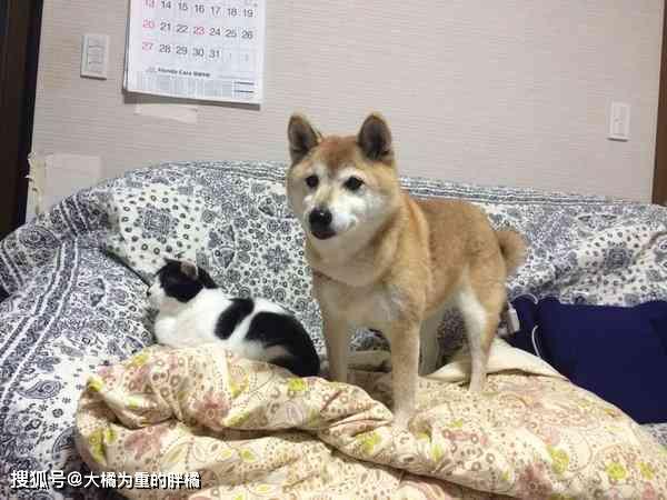 离开狗窝后我重返巅峰，狗离开后的世界大结局--第1张