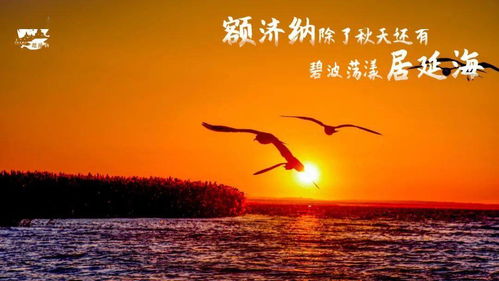 晚歌伴舟行短剧大结局，爱情终章--第1张