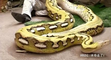 蟒雀吞龙大结局，蟒雀吞龙图片曝光--第1张