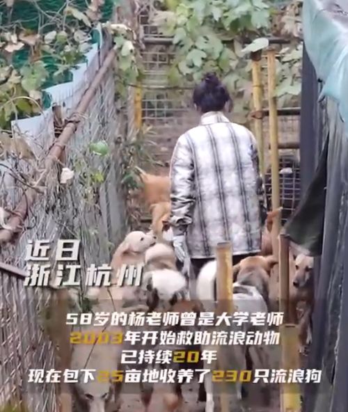失忆后我一脚踹了渣老公短剧大结局剧情 失忆后我踹了我的豪门老公格格党 --第1张