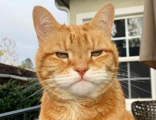 变成猫后我被死对头宠上天短剧大结局免费观看 变成猫之后该肿么破 --第1张
