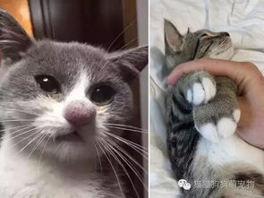 变成猫之后该肿么破，死对头宠上天短剧大结局免费观看--第1张