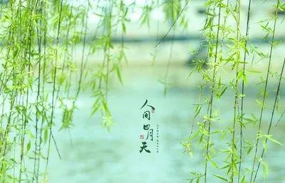 人间芳菲四月天下一句 人间芳菲四月天短剧大结局免费观看 --第1张