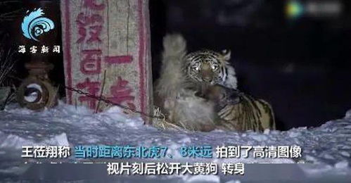 狼婿下山免费观看大结局视频 短剧--第1张