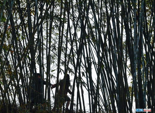 阳光照进小山村杨景景短剧大结局免费观看 阳光照进森林图片 --第1张