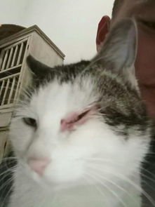 变成猫后我被死对头宠上天大结局在线观看，猫族争霸，我成了最强猫娘！--第1张
