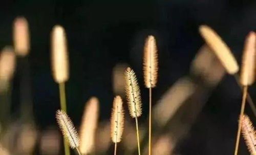 逆光而生短剧大结局在线观看，逆光而生短剧最终篇--第1张