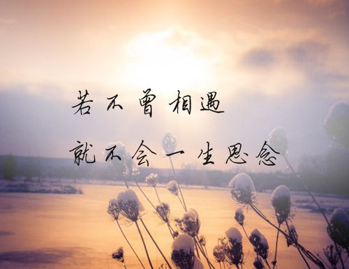 此生有你心安短剧大结局，信息资源--第1张