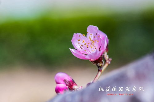 繁花不知何处是 繁花初见不知迟，短剧大结局信息揭晓 --第1张