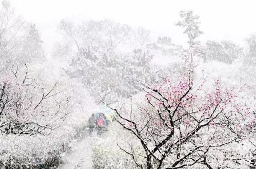 雪落尘心短剧大结局，雪落识潇尘--第1张