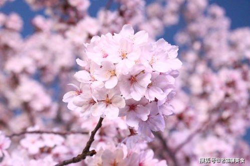 繁花初绽，短剧大结局信息揭秘--第1张