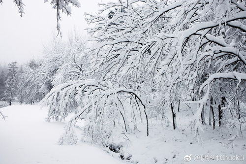 春雪落无声大结局，爱情无声，结局却让人泪流满面--第1张