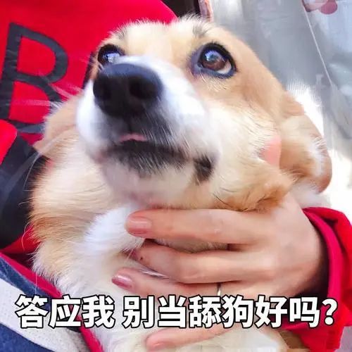 九千万亿舔狗金大结局，爱情终成空--第1张
