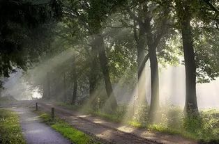 阳光照进森林，小山村杨景景短剧大结局的视觉盛宴--第1张