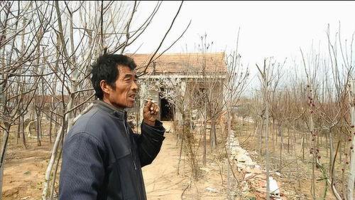 乡村大地 乡村大帝短剧大结局完整版在线观看 --第1张