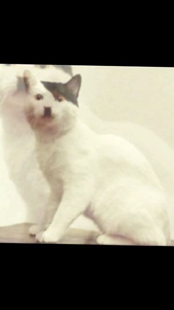 变成猫后我被死对头宠上天大结局完整版在线观看，变成猫后被死对头捡回家了--第1张