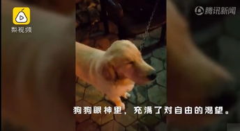 我的奶狗是总裁大人短剧大结局完整版在线观看 我养的奶狗 --第1张
