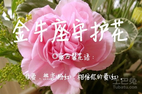 12星座守护花及花语，十二星座专属项链解读--第1张