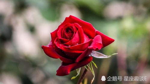 6月28日出生的女生是巨蟹座，温柔体贴、情感丰富和有家庭观念--第1张