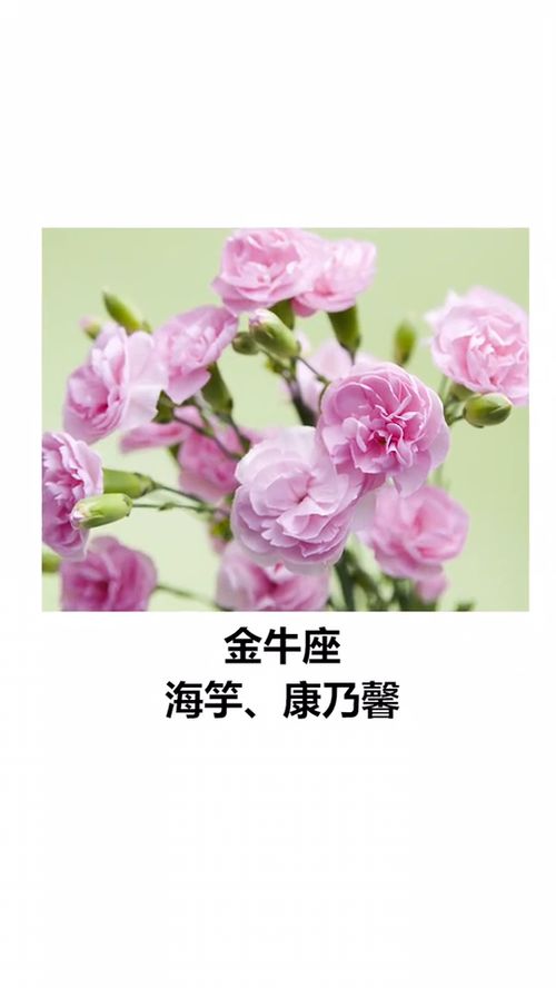 十二星座的守护花，揭秘每个星座的专属花朵--第1张