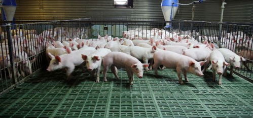 生猪价格微跌0.03元/公斤：存栏量增3.08%，饲料豆粕价格南强北弱