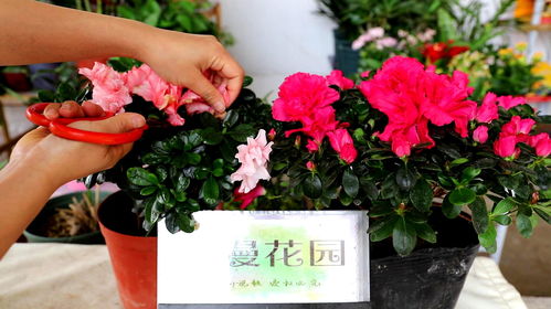 2020年汽车轿车销量排行榜前十名,2020轿车销量总排行榜