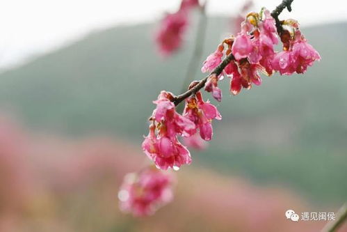 索爱不如谋权免费阅读,枝头凤索爱不如谋权免费阅读