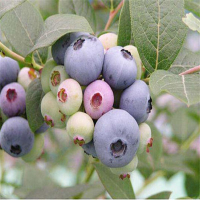 蓝莓好听创意的名字，蓝莓饮品好听创意的名字