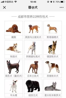 中华田园犬禁养犬名单，中华田园犬禁养犬名单查询