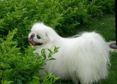 纯种北京犬多少钱一只幼犬，纯种北京犬价格