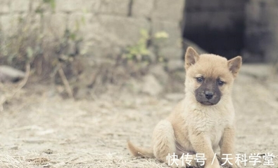 中华田园犬12个品种图柴犬，中华田园犬与柴犬比较图片